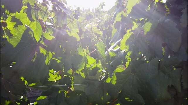 Vides con uvas maduras iluminadas por sol de ma&ntilde;ana en clima de verano.