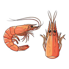Shrimp Fullbody and Close-Up Illustration for Seafood Branding