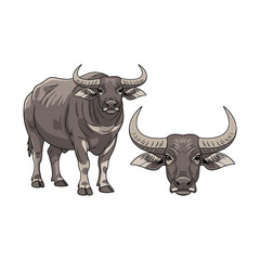 Water Buffalo Fullbody and Head Illustration Isolated
