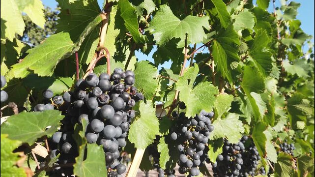 Vides con uvas maduras en clima de verano.
