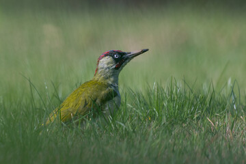 European green woodpecker (Picus viridis) in a UK garden