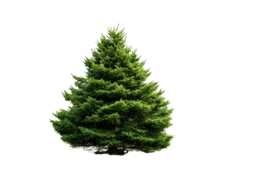Isolated green Christmas tree