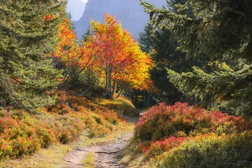 Fototapeta premium Scenic autumn forest trail with vibrant foliage.