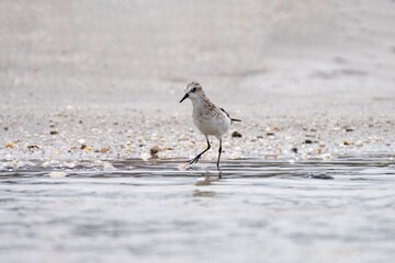 Sandpiper wading on a sandy beach.