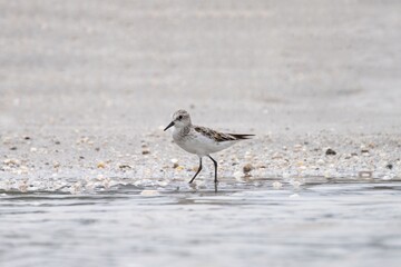 Sandpiper on a Sandy Beach