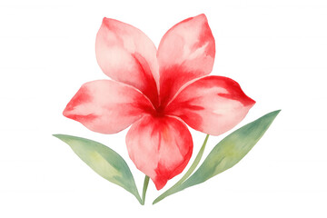 Beautiful red frangipani flower with green leaves, watercolor painting on transparent background
