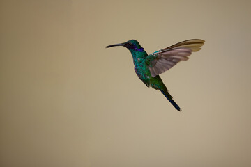 Fototapeta premium Purple-throated Sunangel at Huembo Reserve, Amazonas — a jewel of the Andean cloud forest captured in a moment of stillness- hummingbird