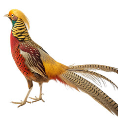 Brightly Colored Pheasant PNG for Forest and Ornithology Themes

