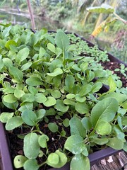 green lettuce in the garden