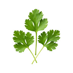 Three vibrant cilantro sprigs, isolated on transparent background.