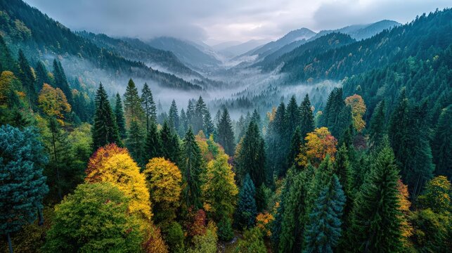 Aerial view of colorful autumn forest