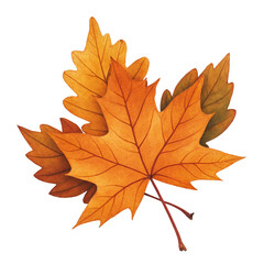 Obraz premium Autumn maple leaves collection isolated illustration