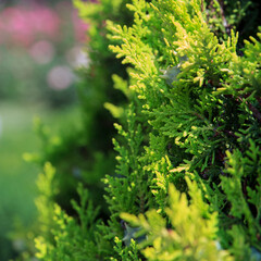 Lush beautiful green foliage displays vibrant textures in a thriving natural setting during daylight hours