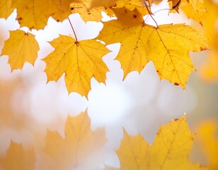 Obraz premium Autumnal background with yellow tree leaves in fog and rain, viewed through a wet blurred window glass.