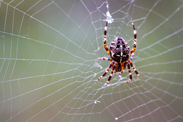 Macro close-up of Araneus diadematus spider resting on web with detailed body patterns