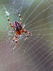 Araneus diadematus spider on web close-up, European garden spider with detailed orb web structure
