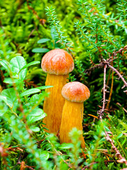 Two Aureoboletus projectellus mushrooms with tall yellow stems and brown caps growing in green moss