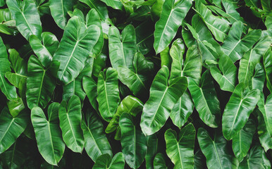 Green Philodendron (Philodendron Burle-marxii) leaf pattern. Heart-shaped. Tropical leaves in nature garden background.
