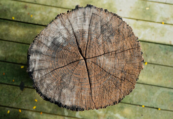 Brown old hard wood with cracks, natural cross-section of a big tree place on wood background for texture. Backdrop, patterns, space for work, vintage wallpaper.Top view.