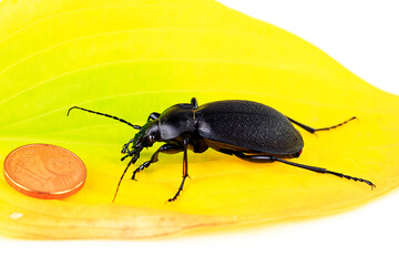 Hainlaufkäfer, Carabus nemoralis