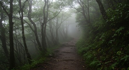 Obraz premium Misty forest path