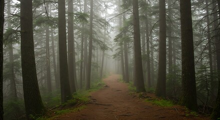 Fototapeta premium Misty forest path