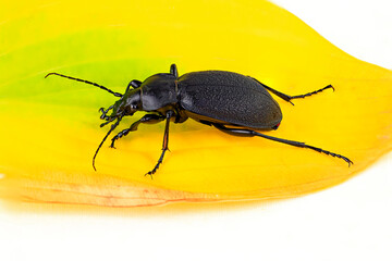 Hainlaufk&auml;fer, Carabus nemoralis