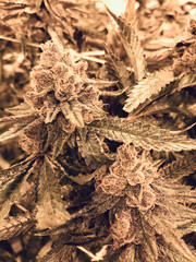 close up of cannabis flower