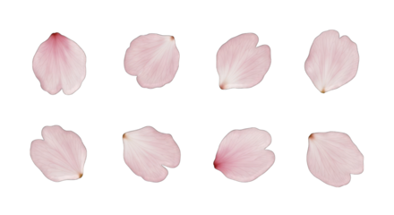 Pink Cherry Blossom Petals Scattered on Black flower isolated on a transparent background