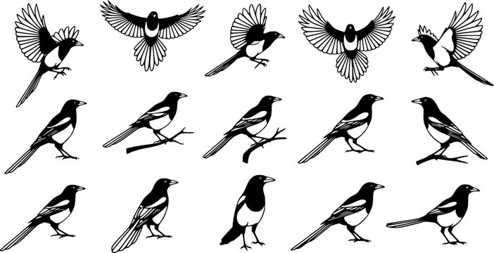 magpie silhouette line art vector