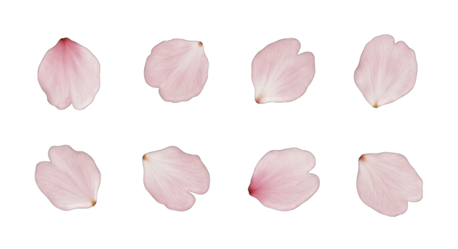 Pink Cherry Blossom Petals Scattered on Black flower isolated on a transparent background - Powered by Adobe