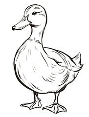 Simple Duck Line Art Drawing
