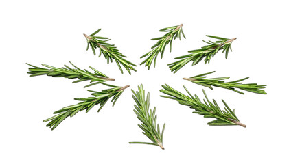 Fototapeta premium Rosemary Sprigs Arranged in a Starburst Pattern herb isolated on a transparent background