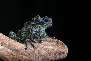Theloderma corticale (Tonkin bug-eyed frog, mossy frog), vietnamese mossy frog on black background, mossy frog on a tree 