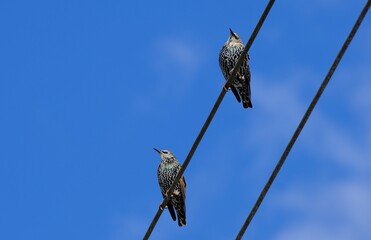 Stare auf der Leitung