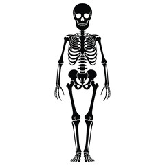 Full body skeleton illustration for Halloween and horror themes