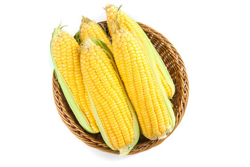 Fresh Sweet Corn Cobs in Wicker Basket - Golden Yellow Kernels on White Background