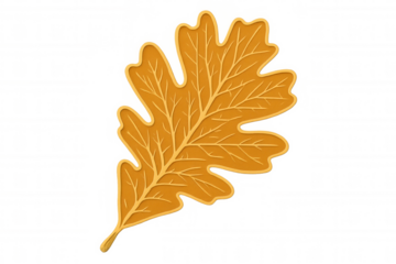 Vibrant golden oak leaf displaying rich autumn colors, backlit against transparent backdrop, capturing seasonal warmth