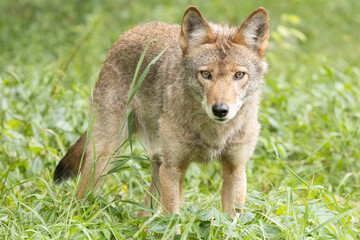 Coyote (Canis latrans) Standing in Green Habitat