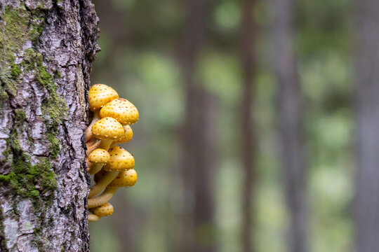 Scaly Mushrooms on Tree Trunk with Blurred Background for Text Overlay