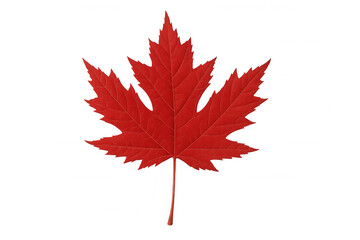 Crimson maple leaf floating against transparent surface, representing canadian autumn and natural splendor