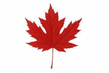 Crimson maple leaf floating against transparent surface, representing canadian autumn and natural splendor
