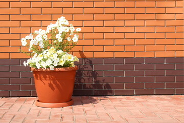There is a large pot of flowers standing against the wall outside.