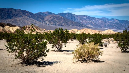 Desert landscape with scrubby vegetation and mountains