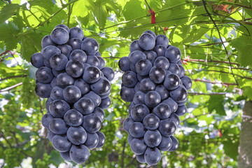 Purple grapes on grapevines with green leaves in vineyard ready for harvest