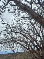 Tranquil row of bare trees reaching for cloudy skies inspires peace and reflection in nature's serene beauty for environmental projects