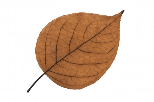 Dried brown leaf revealing intricate veiny pattern, highlighting botanical detail against transparent backdrop, exemplifying natural aging process