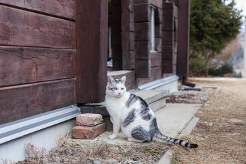 Adopt a loving cat for a warm and eco-friendly family home experience