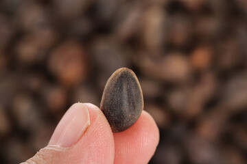 Fresh Pine Nuts Harvested from Yunnan Mountains China - Organic Wild Foraged Seeds in Hand