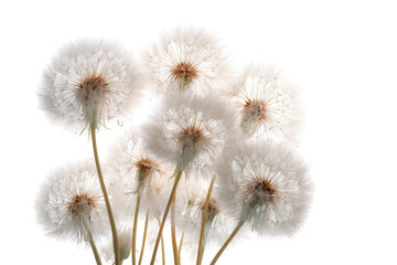 Cluster of white dandelion seed heads